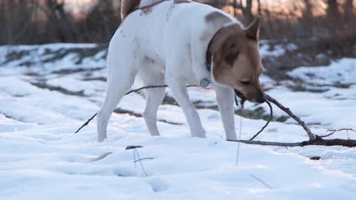 Dog Playing with Stick in Winter Snow