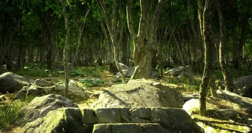 Exploring a Tranquil Forest with Lush Trees and Rugged Rocks in Daylight