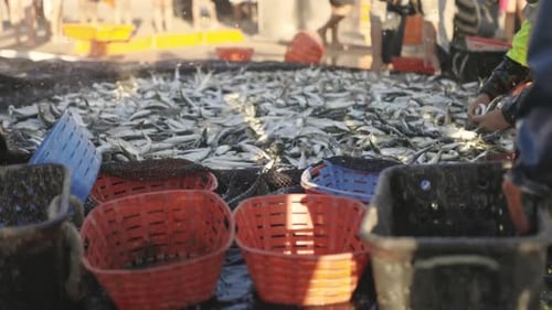 Eine Gruppe von Seeleuten arbeitet zusammen, um Fische zu sortieren