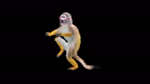 61 Monkey Dance 4K