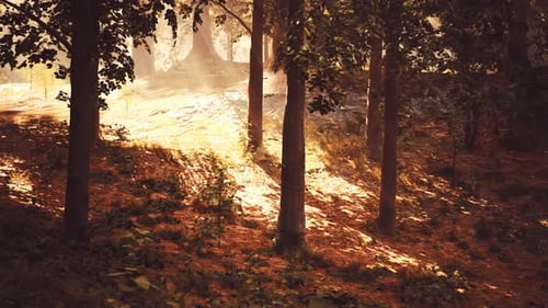 The Sun Shines Through the Trees in the Forest