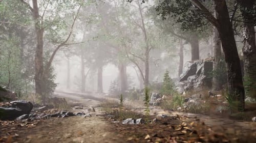 Summer Forest with Deep Fog
