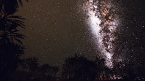 Twinkling Milky Way Night Sky with Palm Trees Timelapse