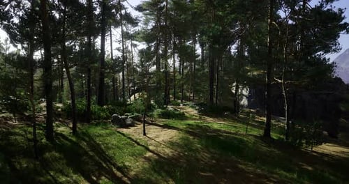 Light Filters Through an Enchanting Forest Alive with Vibrant Greenery