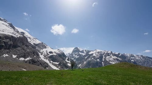 Arbre solitaire dans une prairie de montagne avec des sommets enneigés