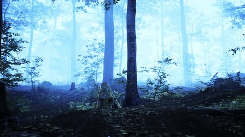 Panoramic View of the Majestic Evergreen Forest in a Morning Fog