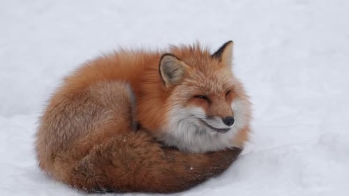 A red fox resting in the snow