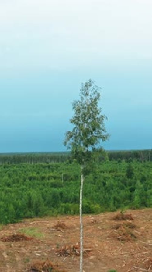 Birch Trees and Green Forest in Rural Area
