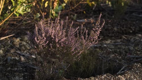 Close up view of a purple heather plant clinging to the wire green stems that flex with each gust