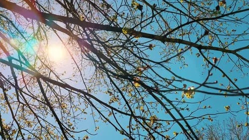 Arbre à feuilles de printemps Arbre de printemps avec jeunes feuilles sur des branches avec soleil