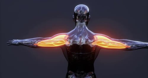 Detailed View of Human Body Muscles Showcasing Arm Anatomy and Structure