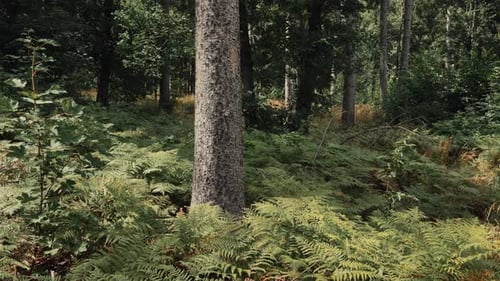 Pine tree trunks and ferns in summer forest, Lower Silesia, Poland