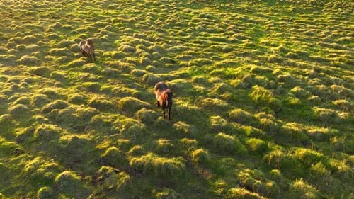 Pferdeherde auf grüner Sommerwiese bei Sonnenuntergang Feld in Island Ländliche Tiere in ökologisch