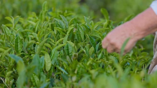 Woman Working on a Plantation Picking Fresh Tea Leaves By Hand A Female Picks Tea Leaves From Lush
