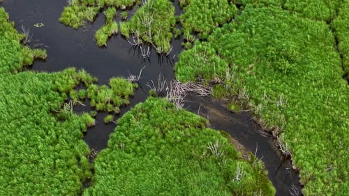 Aerial drone footage of a winding dark creek cutting through lush green wetland vegetation and