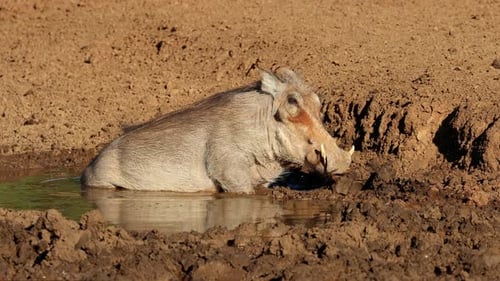 Warzenschwein suhlt sich in einem schlammigen Wasserloch