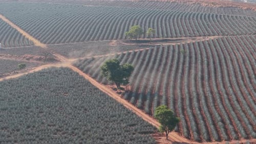 Stadt Agave Fields