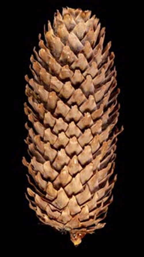 Pine Cone Opening in Time Lapse on a Black Background with Alpha Matte Channel. Fir Tree Cone