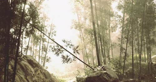 Bamboo Forest Landscape with Sunlight Filtering Through Foliage
