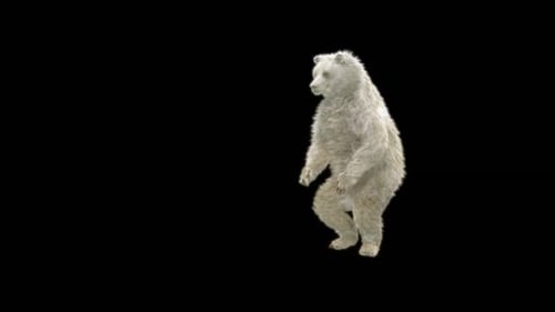 White Bear Standing and Sitting Realistic Animation