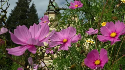 Pink Cosmos Flowers Blooming in Urban Garden Setting
