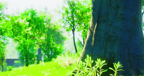 Paysage verdoyant avec des arbres imposants et un feuillage vibrant en plein soleil