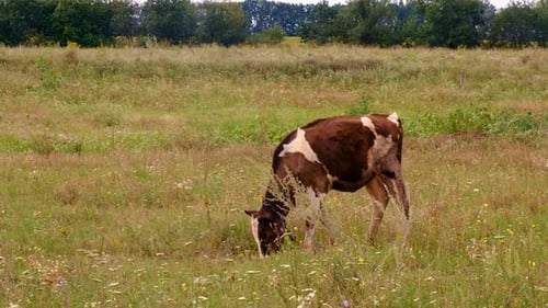 The Cow is Grazing on the Farm Selective Focus