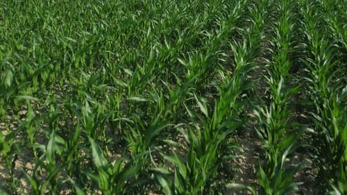 Corn agriculture cultivation organic field