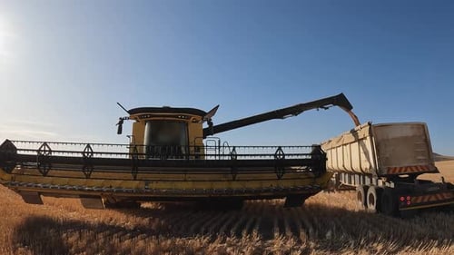 Golden hour agricultural harvest: Combine pours grain into farm trailer