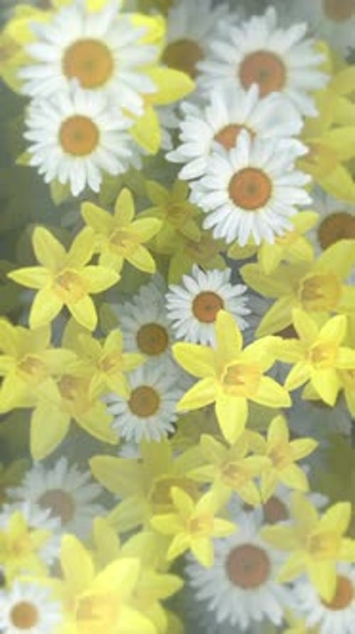 Vertical Video - Spring Daffodils and Daisies Floral Background