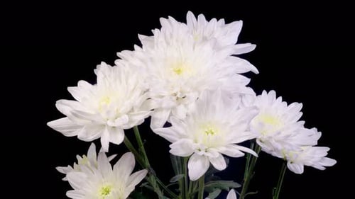 Blooming White Flowers Growing Against Black Background