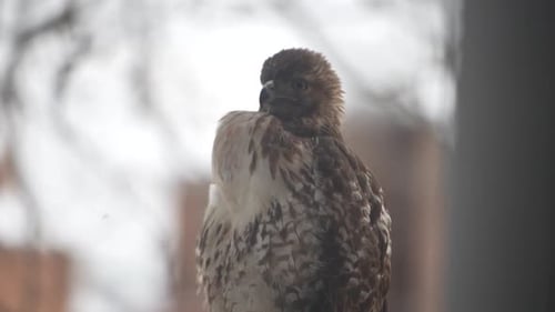 A majestic hawk perches on a railing with slow motion snow flakes.