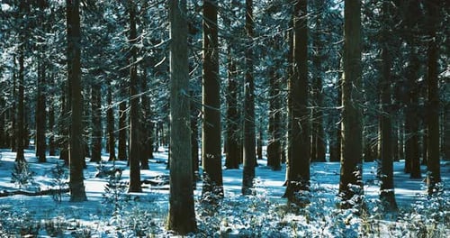 Snow Covered Forest Landscape Under Bright Blue Sky in Winter Season