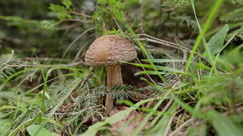 Single Toxic and Hallucinogen Panther Fly Agaric with Grey Cap Stands in Forest