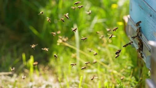 Busy bees coming back to their bee hive bringing nectar. Some insects hovering in the air.