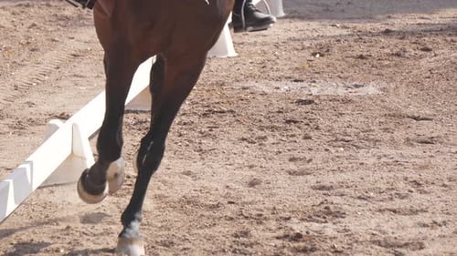 Close-up of horse legs competing in dressage, Olympic discipline. Slow motion 120 fps 4k.