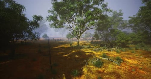 Misty Eucalyptus Forest Landscape Scene
