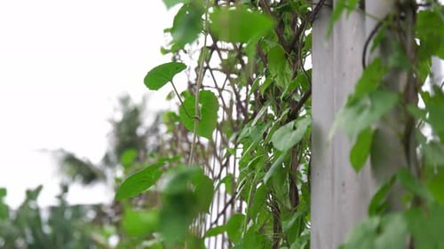 Tropical Vines Climb a Concrete Pillar