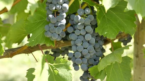 Close up of fresh ripe grapes on vine