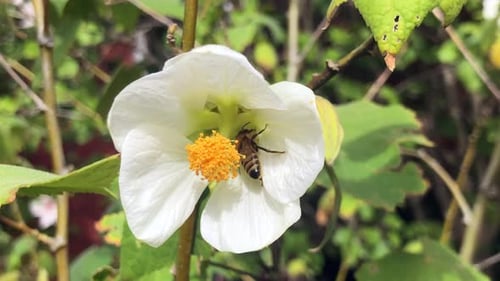 Biene bestäubt eine wunderschöne Blume, klettert rein, fliegt davon