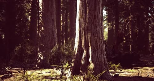 Majestic Redwood Trees Basking in Sunlight in a Lush Forest Setting