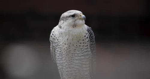 White falcon perches alertly against a dark background, highlighting its sharp gaze and patterned pl