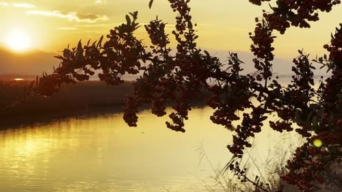Plant Reeds And Sea In Sunset 2