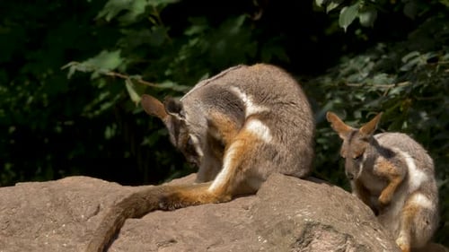 Deux wallaroos orientaux fatigués posés sur une pierre dans l'est de l'Australie. Prise de vue statique avec un beau vert