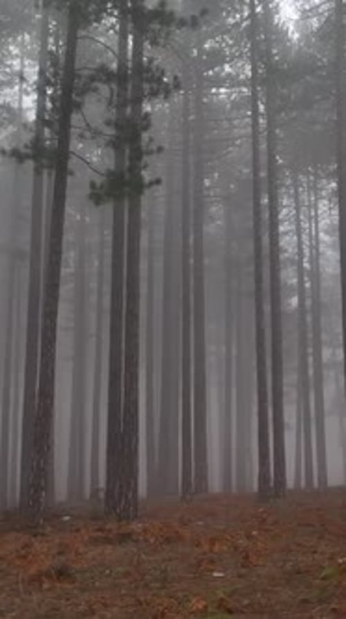 Vertical Video Misty Forest Flight Between Trees in the Foggy Forest