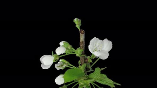Time-lapse d'une branche de prunier en fleurs