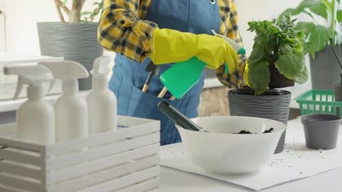 Green Style in Video Where Professional Gardener is in Process Transplanting Indoor Plants Into