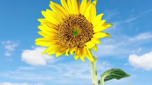 Yellow Sunflower Blooming on a Clouds Time Lapse Background in Timelapse. Agriculture Theme for Oil