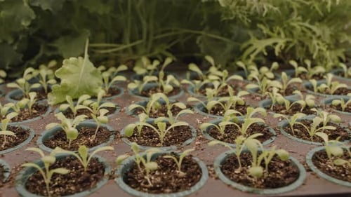 Seedlings Growing in Seed Tray