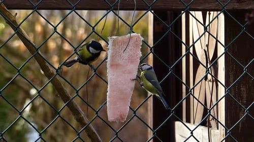 La mésange charbonnière et la mésange bleue mangent harmonieusement du saindoux suspendu à une clôture jusqu'à ce que quelque chose les surprenne.